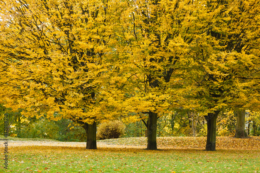 Autumnal trees in park.