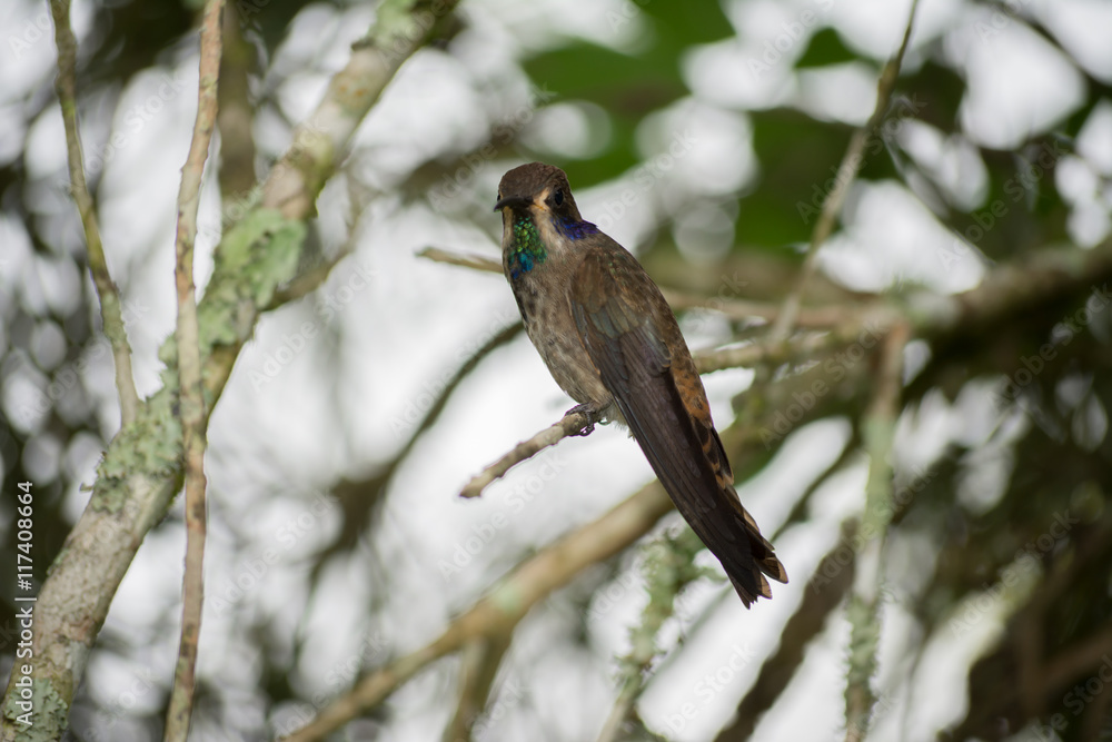 El colibrí en la rama observa a su alrededor. El colibrí en la rama observa a su alrededor.