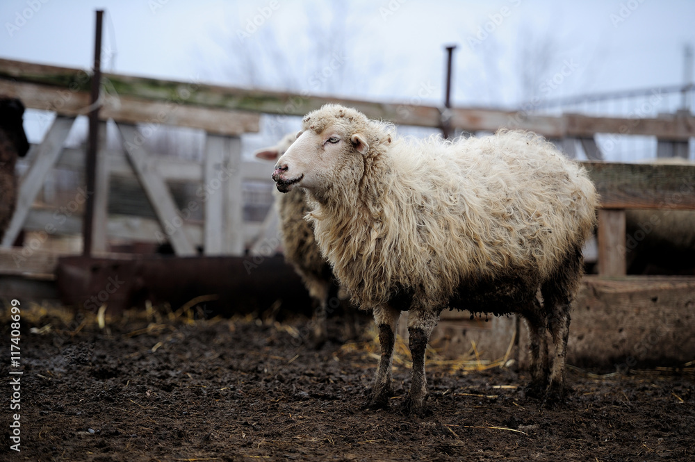 Obraz premium dirty sheep in the paddock