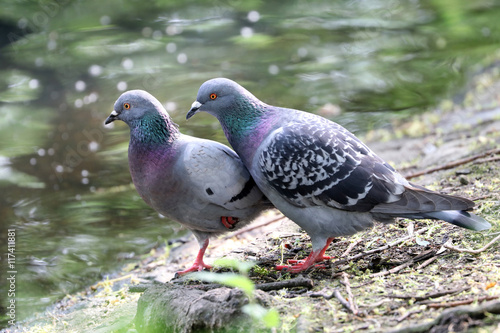 Pigeons