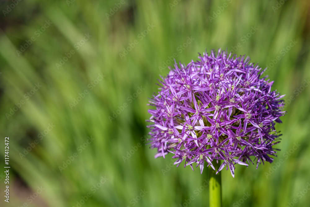 Purple allium in full bloom against a green background
Purple allium in full bloom against a green background