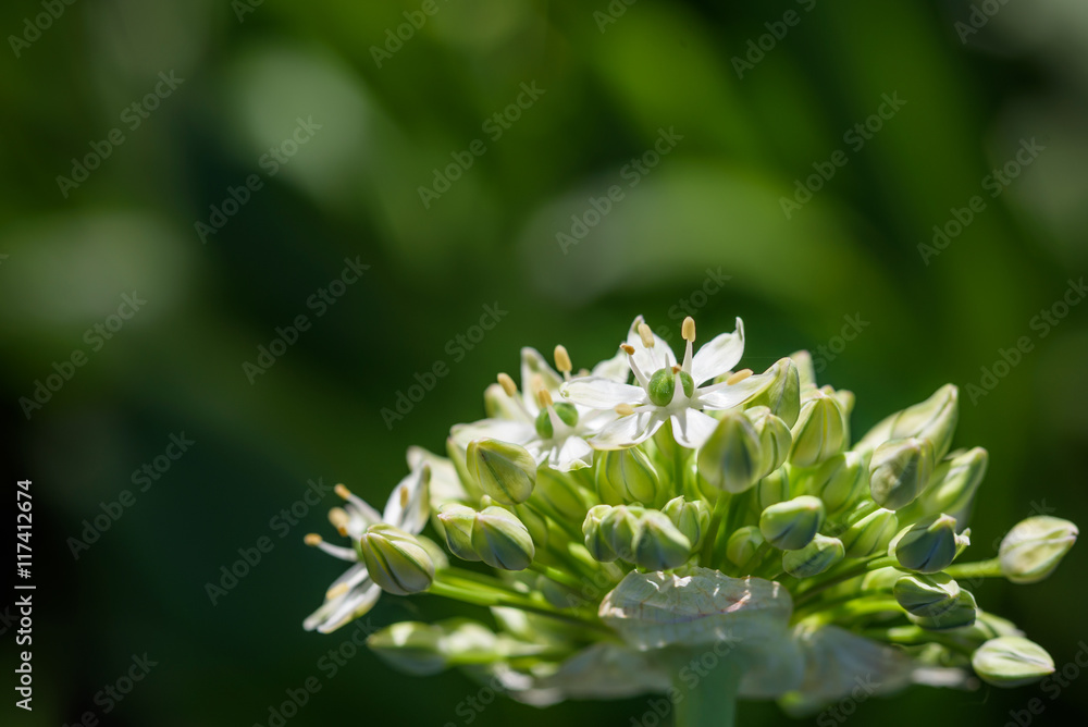 White allium, buds starting to bloom against a dark background
White allium, buds starting to bloom against a dark background