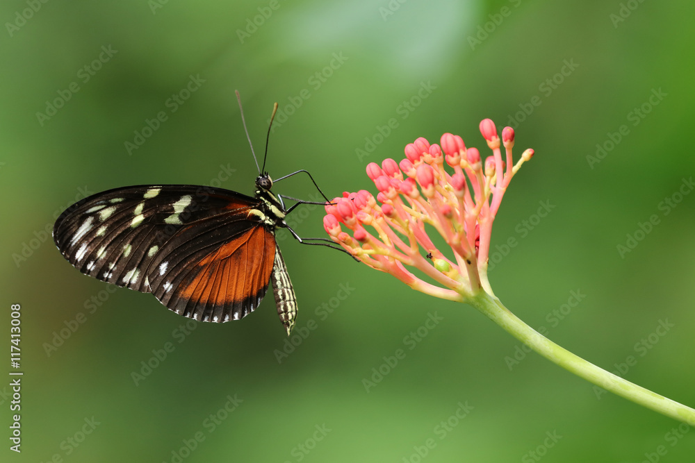 Butterfly on flower