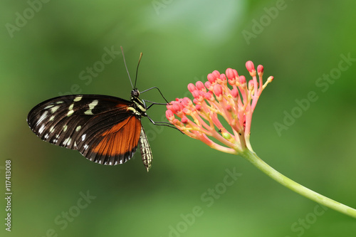 Butterfly on flower