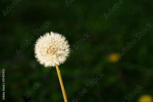 Dandelion in the late evening sun in full seed with a dark background  