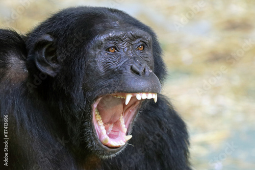 Fotobehang Chimpanzee