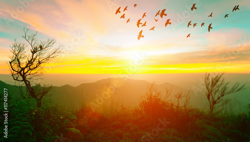 Sunrise with flare at the mountain with trees and flying birds i