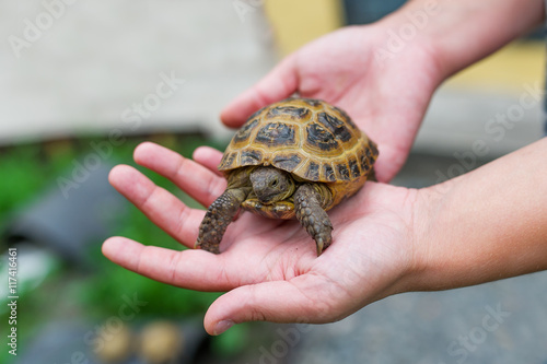 Little turtle in hands