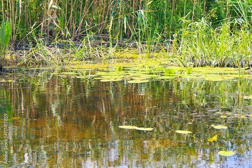 Aquatic plants in a swamp