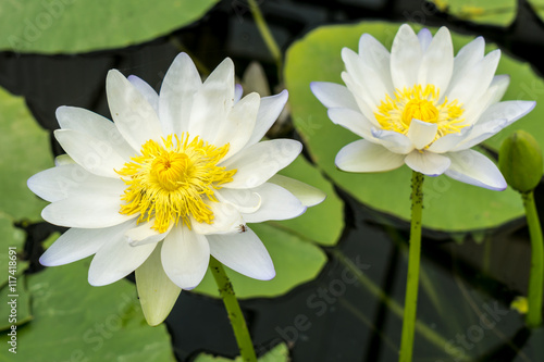 White lotus flower