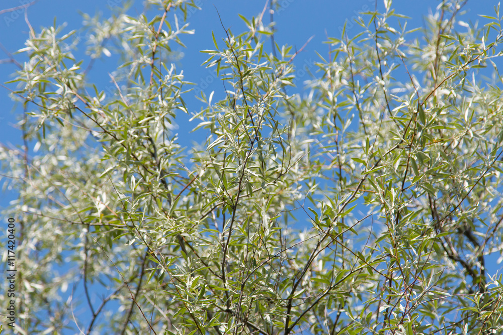 white leaves against the sky white leaves against the sky