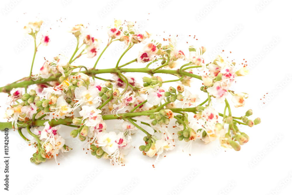 Chestnut flowers on a white background