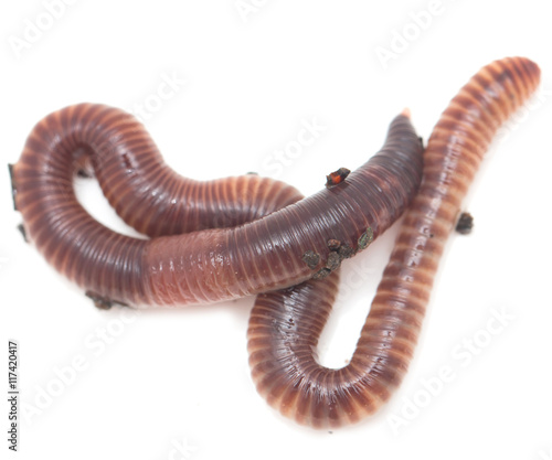 earthworms on a white background