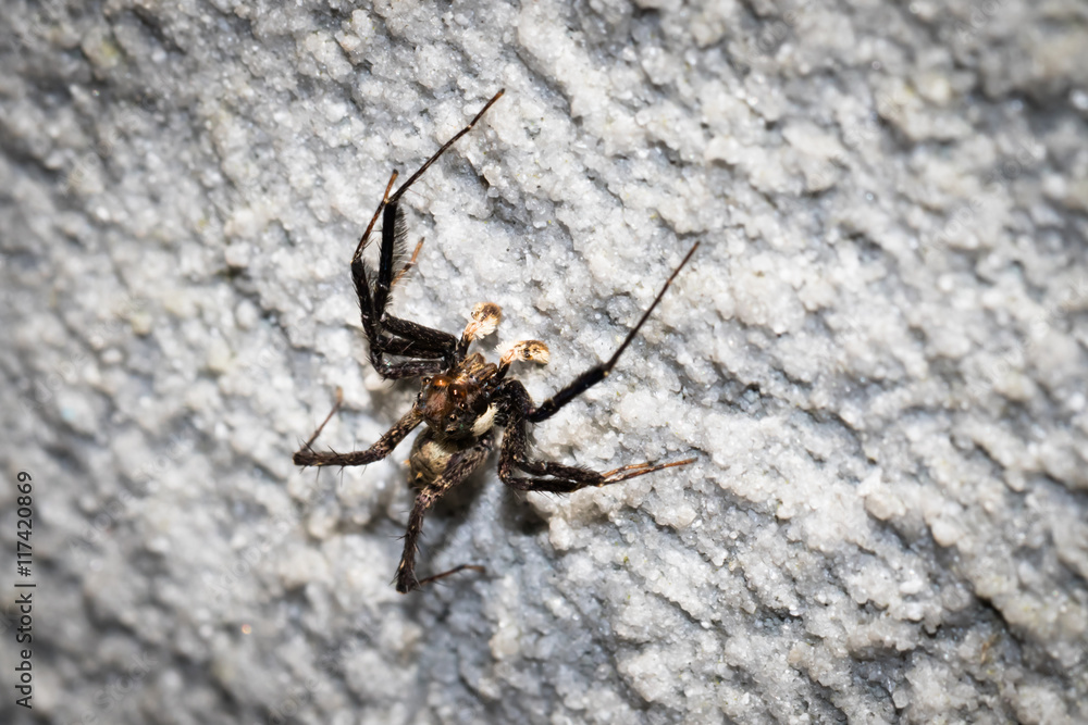 This is a photo of a spider, was taken in XiaMen botanical garden, China. This is a photo of a spider, was taken in XiaMen botanical garden, China.