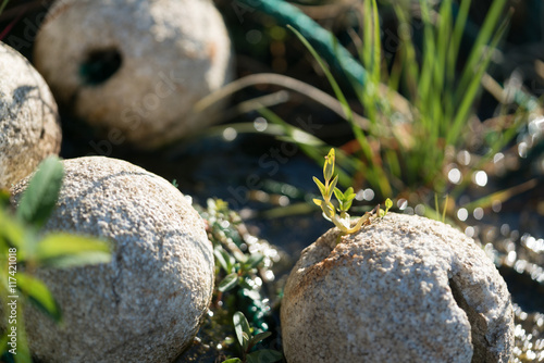 Young waterplant growing in styrofoam balls at the waterside