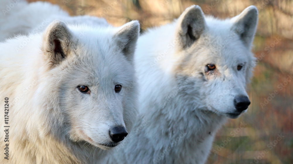 White wolves in wildlife reservation White wolves in wildlife reservation