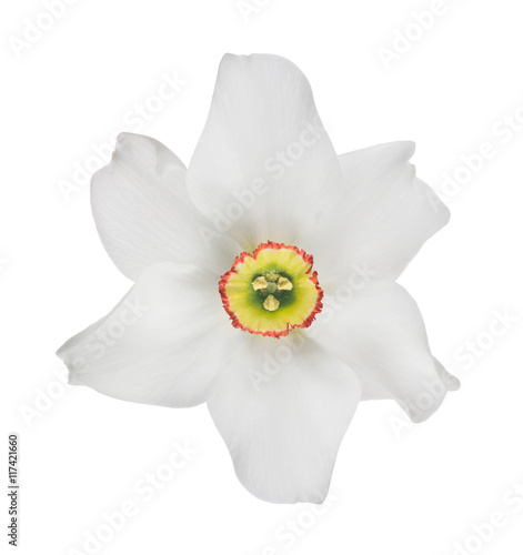 Fototapeta isolated bloom of white narcissus