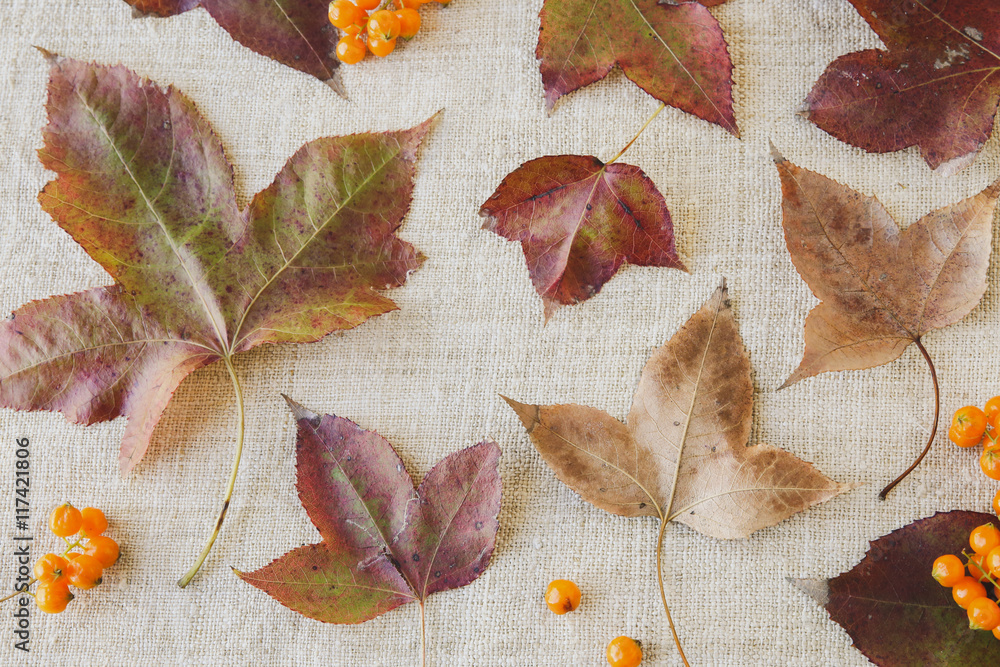Autumn falll leaves  toning thanksgiving background