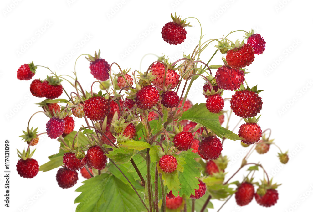 large group of ripe wild strawberries on white large group of ripe wild strawberries on white