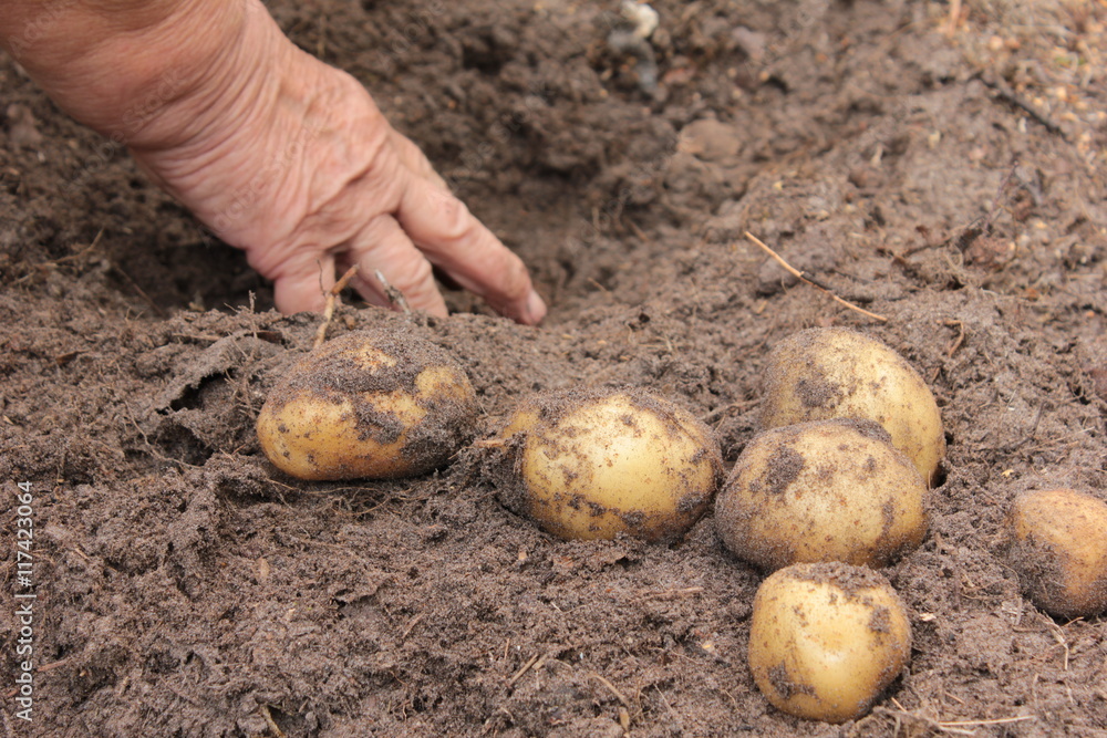 Kartoffel ernte verschiedene sorten Boden Sand Hand dreckig Kartoffel ernte verschiedene sorten Boden Sand Hand dreckig