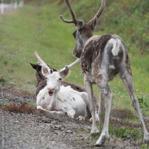 A extraordinary white reindeer during summer in Sweden