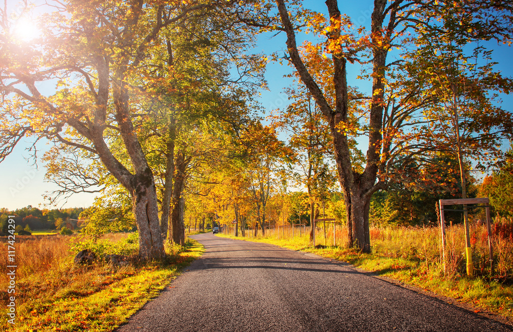 old asphalt road with beautiful trees on the sides in autumn