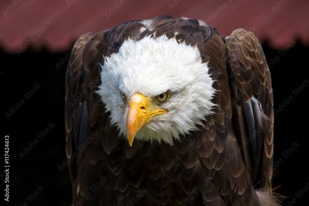 Naklejka premium Beautiful north american bald eagle