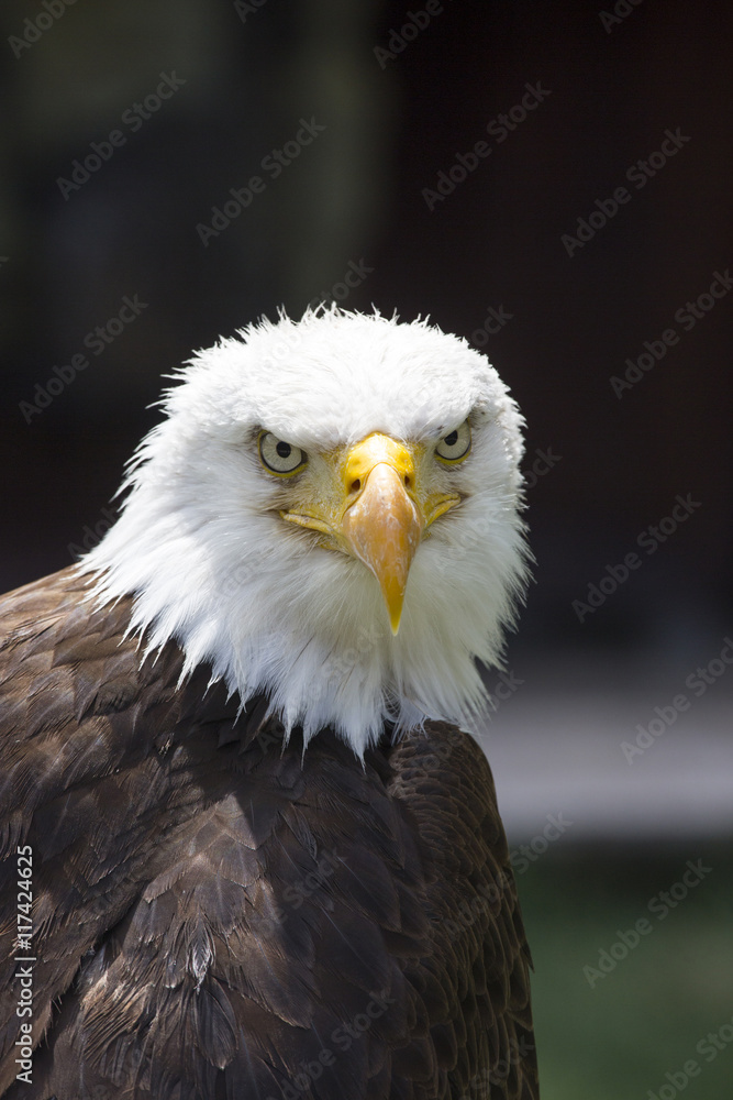 Beautiful north american bald eagle Beautiful north american bald eagle