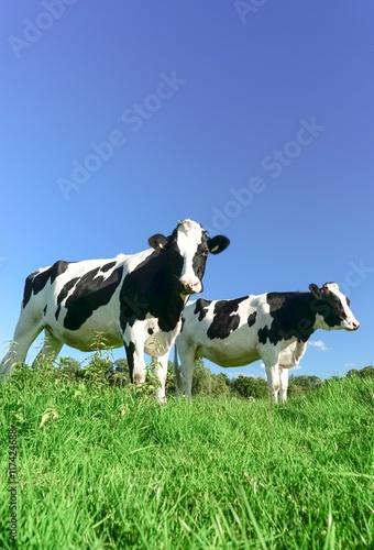 Zwei Rinder auf einer Wiese, Froschperspektive