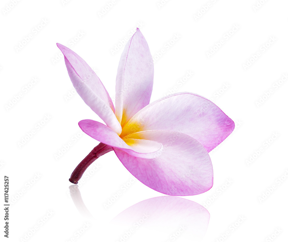 frangipani flowers on white background