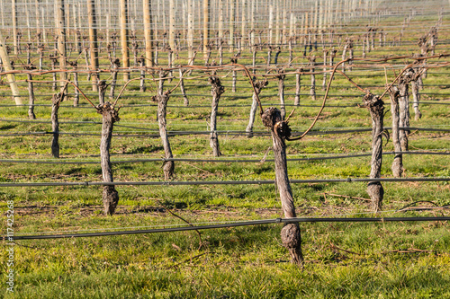 pruned grapevine trunks in vineyard at early spring photo