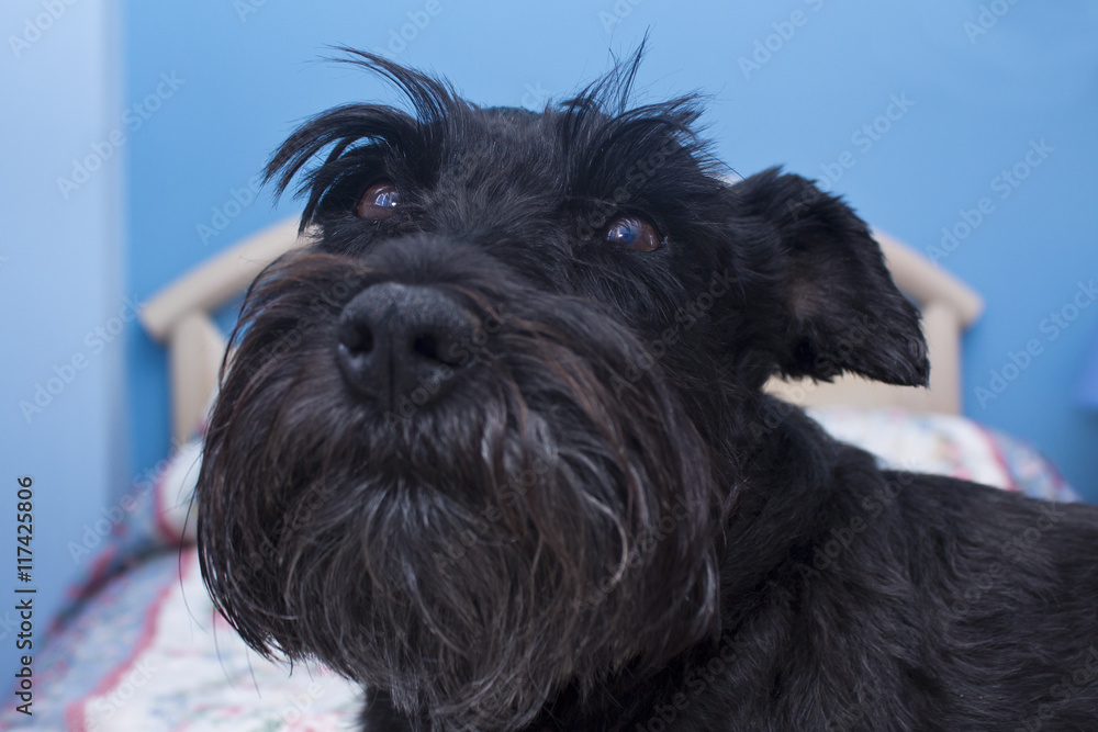black dog, schnauzer on the bed
