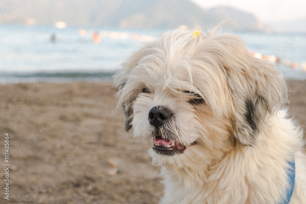 Portrait of a dog on a beach