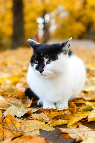 black and white cat sitting in autumn park with yellow leaves