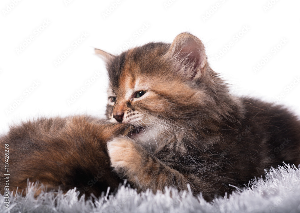 Cute siberian kittens Cute siberian kittens