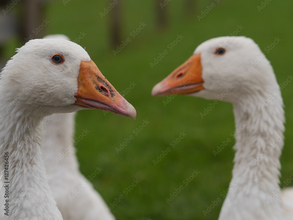 white goose outdoors