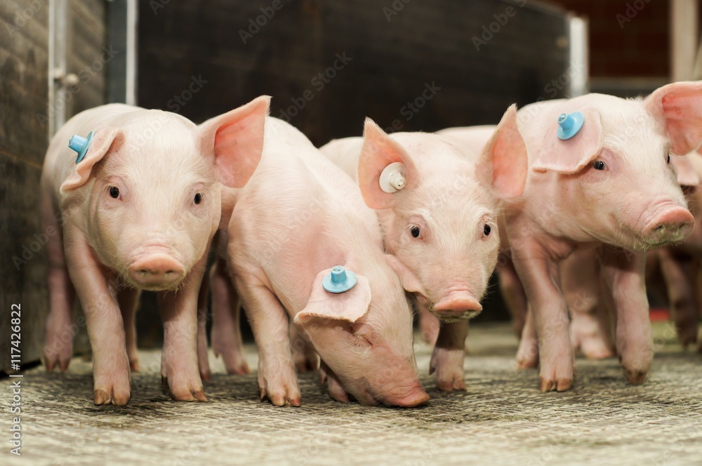 Vier niedliche Ferkelgruppe in einer Ferkelbucht Vier niedliche Ferkelgruppe in einer Ferkelbucht