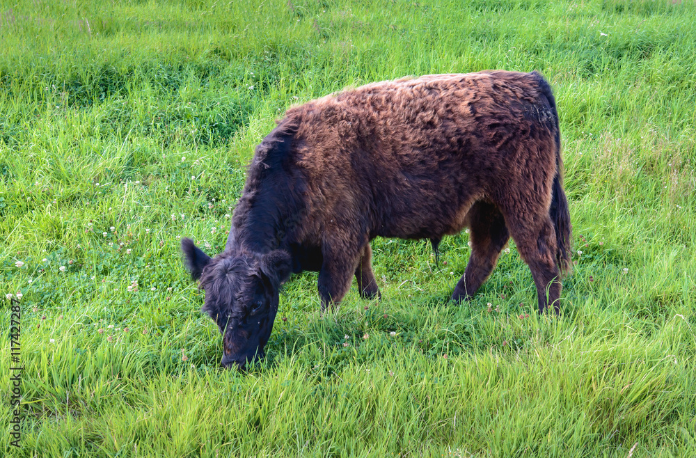 Fototapeta premium Black brown Galloway bull grazing on the slope of an embankment