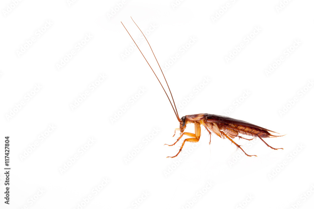 cockroach isolate be alive on white cockroach isolate be alive on white