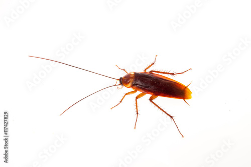 cockroach isolate be alive on white
