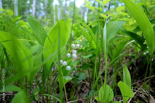 lily of the valley growing in a clearing in the woods