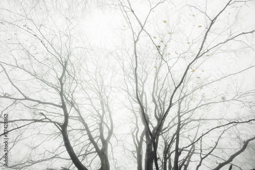 tree branches in fog