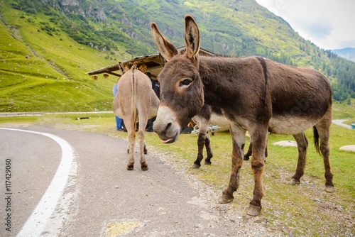 Funny donkey on Transfagarasan Road