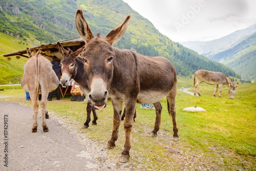 Funny donkey on Transfagarasan Road