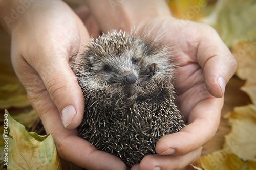 charming hedgehog in male hands on a background of autumn leaves