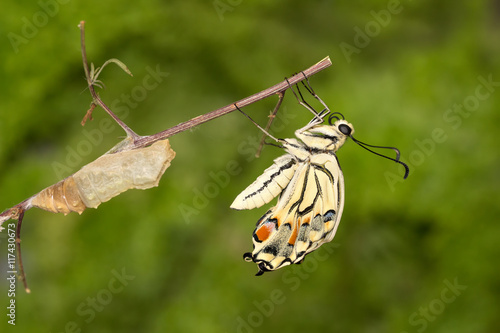 Photography Closeup amazing moment about butterfly (Papilio machaon)  emerging from chrysalis on twig on green background