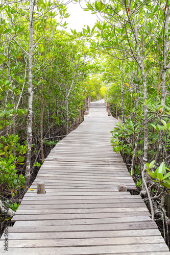 wooden bridge walkway in mangrove forest, Thung Prong Thong, Ray © gumpapa