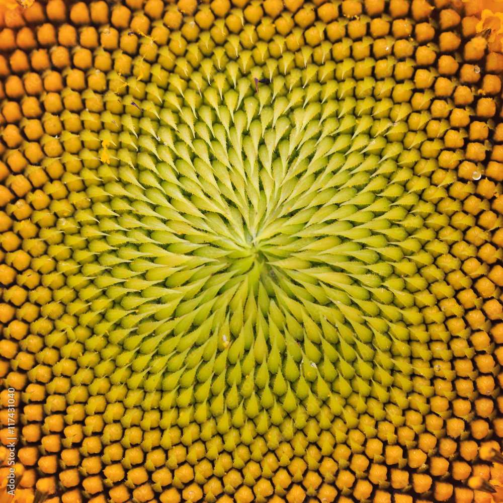 Fototapeta premium Pattern petal of sunflower in texture