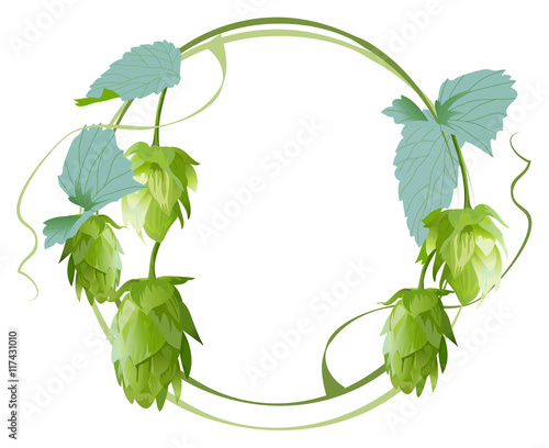 Cones and leaves of hop