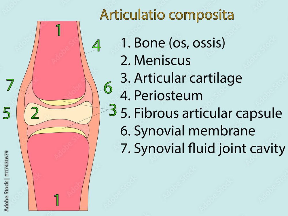 Complex joint vector. Anatomical atlas Stock Vector | Adobe Stock
